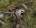Golden-winged Warbler, Tawas Point State Park, 17 May 2014 (14031168117)