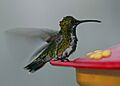 Green-breasted Mango 3