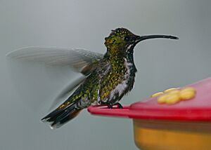 Green-breasted Mango 3