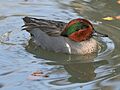 Green-winged Teal RWD9