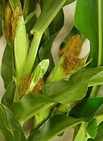 GreenCorn