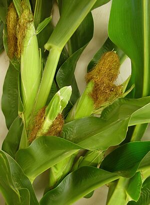 GreenCorn