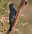 Grey-bellied Cuckoo (Cacomantis passerinus) in Kinnarsani WS, AP W IMG 5856