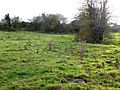 Halstead Road Centenary Pasture 3