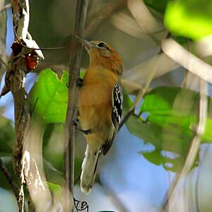 Herpsilochmus longirostris - Large-billed Antwren (female) 01.JPG