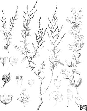 Iconography of Australian salsolaceous plants (1889) (20746090495).jpg