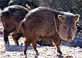 Javelina