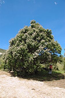 Kanuka Tree in Puhi Puhi valley, near Kaikoura