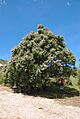 Kanuka Tree in Puhi Puhi valley, near Kaikoura