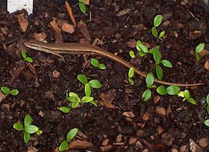 Lampropholis delicata & Atherosperma seedlings.jpg