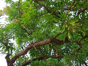 Leaves of Sheanut tree