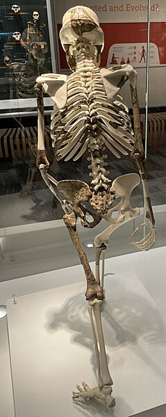 Lucy cast rear view CMNH