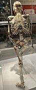 Lucy cast rear view CMNH