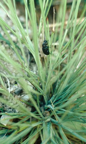 Lyperobius huttoni on common speargrass