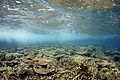 Moore Reef underwater ReefScape