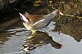Moorhen