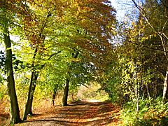 More Autumn Colour, Delamere Forest - geograph.org.uk - 73480