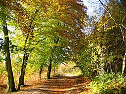 More Autumn Colour, Delamere Forest - geograph.org.uk - 73480.jpg