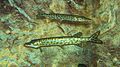 Muskellunge