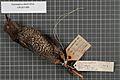 Naturalis Biodiversity Center - RMNH.AVES.140844 1 - Pteridophora alberti subsp. - Paradisaeidae - bird skin specimen