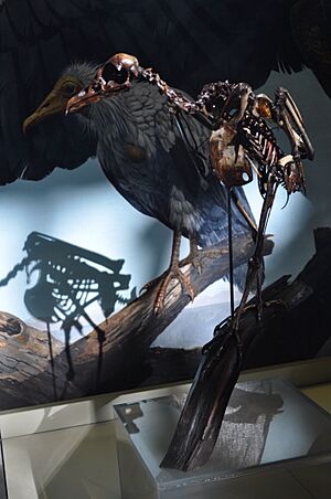 Neophrontops americanus fossil