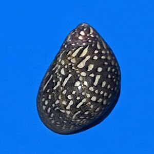 Neritidae - Neritina virginea