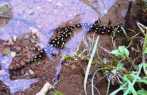 Shows a Kurdistan spotted newt with many bright yellow spots on a pitch black body among sparse vegetation and in crystal clear shallow water at the edge of a stream. The newt appears to have larger orange spots on its front arms.