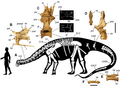 Nigersaurus taqueti skeleton
