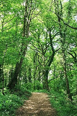 Norcot - Lousehill Copse - geograph.org.uk - 9712.jpg
