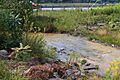 North Branch Shamokin Creek