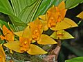 Orchidaceae - Lycaste aromatica