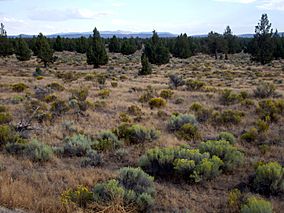 Oregon Badlands meadow P6304.jpg