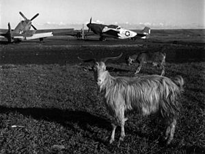 P-51Cs 332nd FG with goats Ramitelli 1945