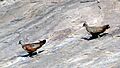 PaintedSpurfowlMF1