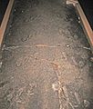 Palmichnium kosinskiorum (eurypterid tracks)