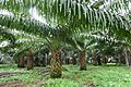 Palmiers à huile à Ribeira Peixe (São Tomé) (2)