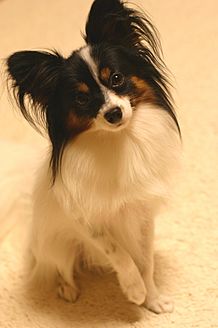 4 Fun Facts About the Papillon