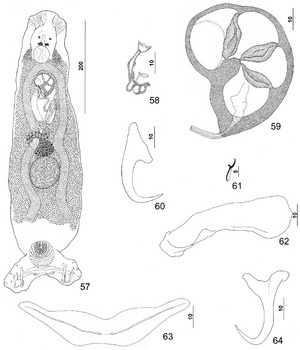 Parasite150040-fig8 Pseudorhabdosynochus firmicoleatus Kritsky, Bakenhaster & Adams, 2015 - FIGS 57-64.tif