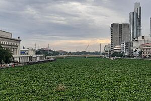 Pasig River Intramuros Escolta Water Hyacinths