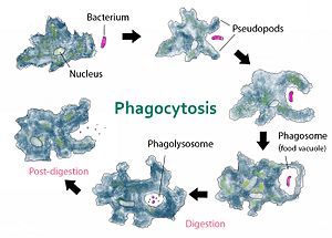 Phagocytosis -- amoeba