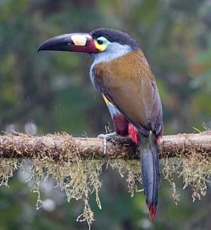 Plate-billed Mountain-toucan (47792081302).jpg
