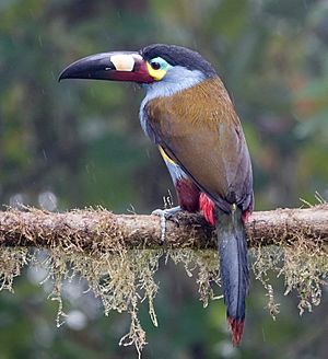 Plate-billed Mountain Toucan Facts For Kids