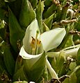 Puya raimondii 4