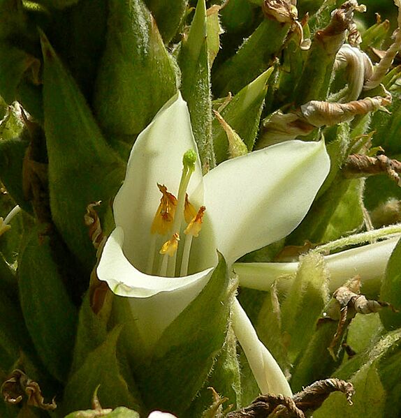 Puya raimondii 4