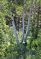 Quaking aspen Populus tremuloides trio