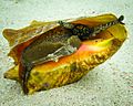 Queen Conch (Lobatus gigas)