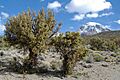 Quenua trees