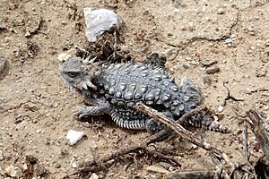 Regal horned lizard