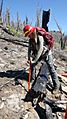 Replanting a burned area on the Idaho Panhandle NF (39730798234)