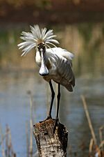 Royal Spoonbill having a bad hair day